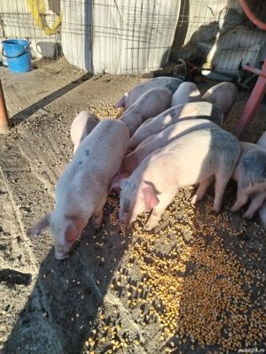 Vând 10 purcei 5si 5 de 2luni landras mănâncă porumb mazăre tărâțe urluiala  - imagine 2