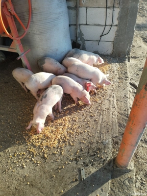 Vând 10 purcei 5si 5 de 2luni landras mănâncă porumb mazăre tărâțe urluiala  - imagine 4