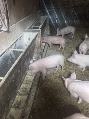 Purcei rasa de carne 350  buc