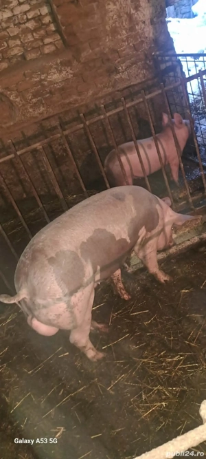 Vier Pietrain Belgian 95 kg.