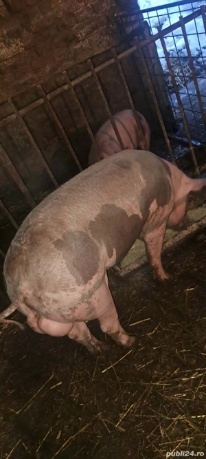 Vier Pietrain Belgian 95 -100 kg. - imagine 2