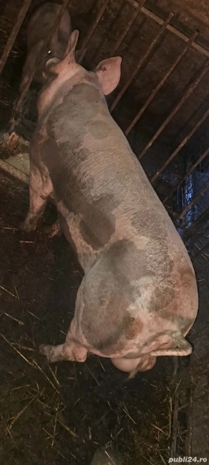 Vier Pietrain Belgian 95 -100 kg. - imagine 3