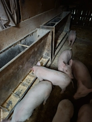 purcei de vanzare de la 350 ron