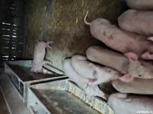 purcei de la 350ron  buc rasa de carne