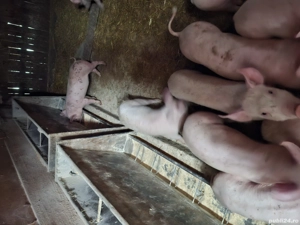 porci de vanzare