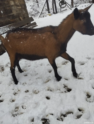 vand două capre alpine. - imagine 2