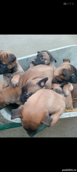 Vand cățeii ciobănesc malinois au o luna jumate  - imagine 2