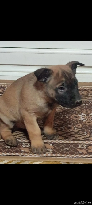 Vand cățeii ciobănesc malinois au o luna jumate 