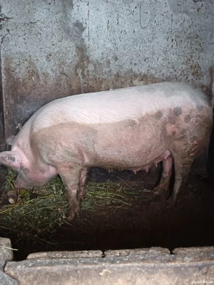 Vând porc!  - imagine 2