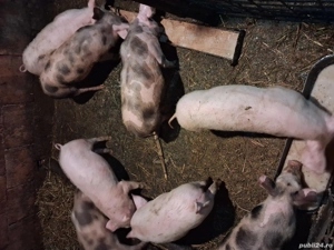 vând purcei de rasa cu greutate de pana la 30 kg 