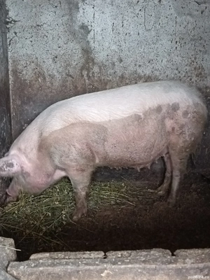 Vând porc!  - imagine 4