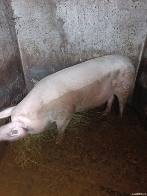 Vând porc!  - imagine 3