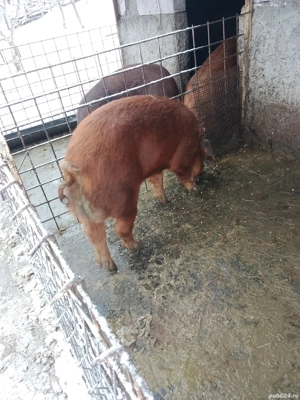 Ver duroc  - imagine 3