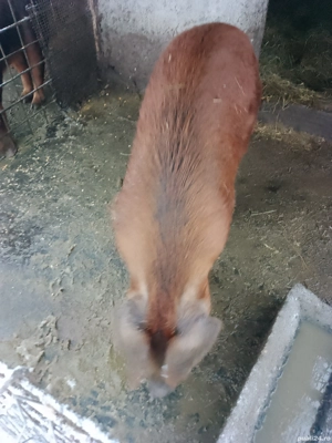 Ver duroc  - imagine 2