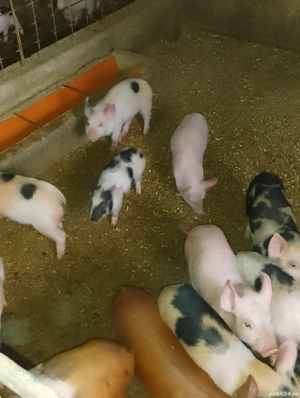 purcei.    - imagine 5