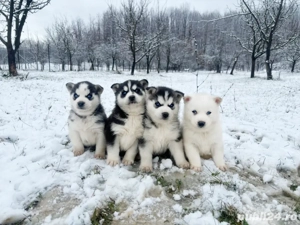 Pui Husky Siberian
