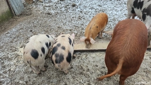 Purcei de vanzare  - imagine 2