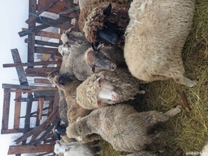 Oii de vanzare gestante si tinere