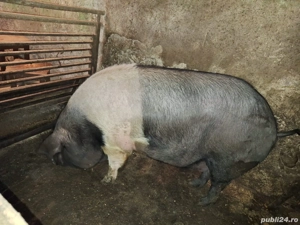 Când porch grass crescuti bio - imagine 3