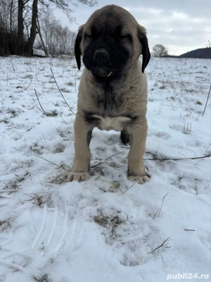 căței kangal malakli cu pedigree FCI 