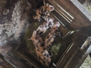 Vând purcei  - imagine 2