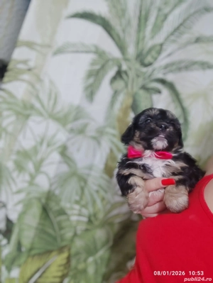 Bichon Havanez tale mică  - imagine 3