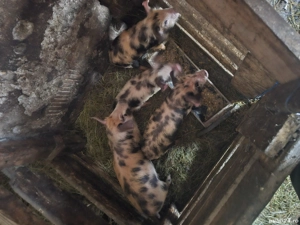 Vând purcei  - imagine 3