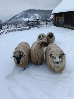 De vânzare  - imagine 3