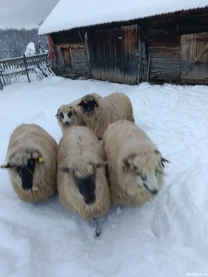 De vânzare  - imagine 4