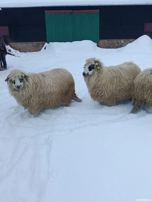 De vânzare  - imagine 5