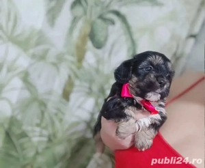 Bichon Havanez tale mică  - imagine 4