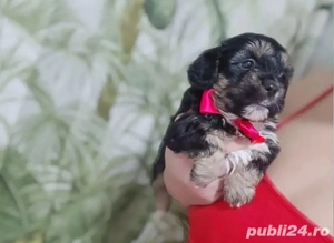 Bichon Havanez tale mică  - imagine 5