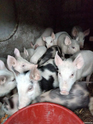 Șoldani de vânzare  - imagine 3