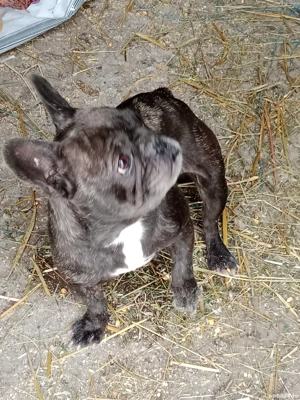 femela buldog francez  - imagine 4