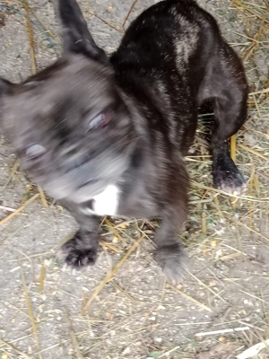 femela buldog francez  - imagine 2