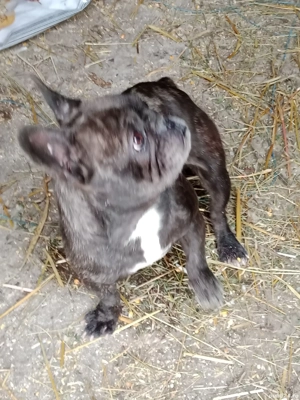 femela buldog francez 