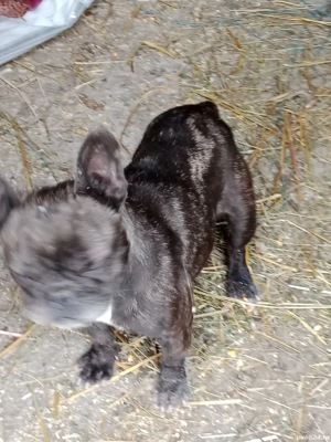 femela buldog francez  - imagine 3