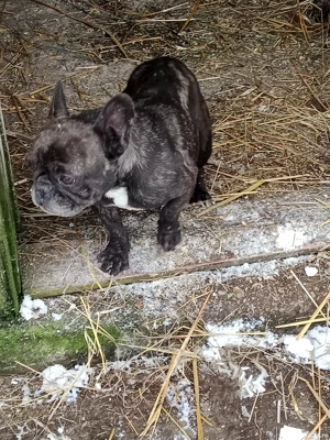 femela buldog francez  - imagine 5