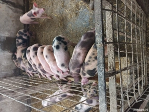 Purcei de vânzare  - imagine 3