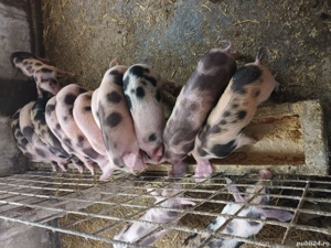 Purcei de vânzare  - imagine 2