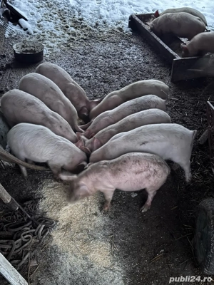 vand purcei - imagine 2