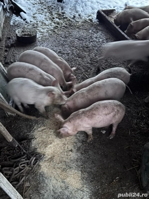 vand purcei - imagine 3