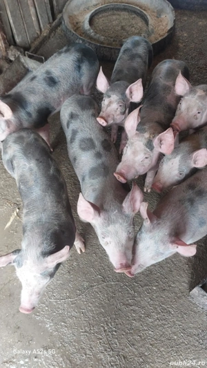 Purcei de vânzare 