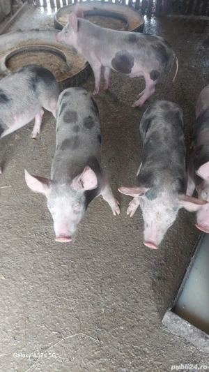 Purcei de vânzare  - imagine 2