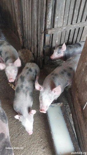 Purcei de vânzare  - imagine 4