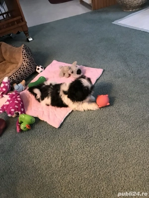 Shih Tzu puiuti  - imagine 2