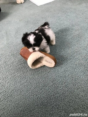 Shih Tzu puiuti  - imagine 3