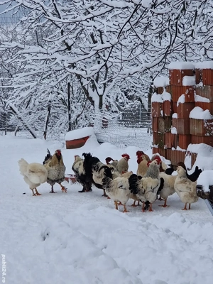 Cocoși și rățoi de vânzare