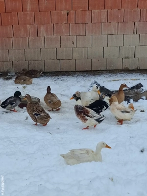 Cocoși și rățoi de vânzare - imagine 2