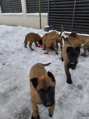 Ciobanesc Belgian Malinois 